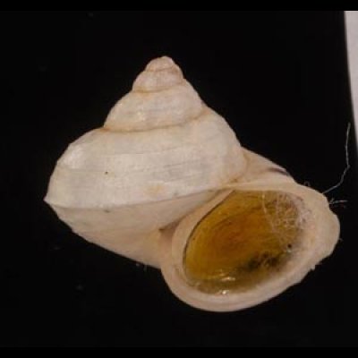 クマドリアオミオカタニシ (仮称) Leptopoma goniostomafig.2