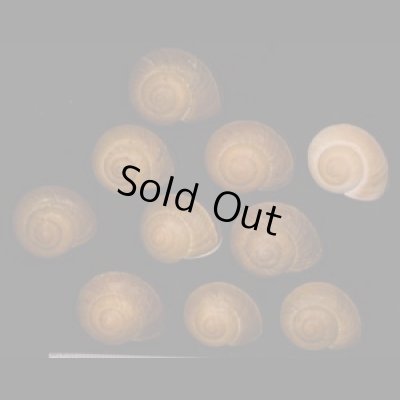 オーエンオオマイマイ SALE! Ryssota owenianafig.1