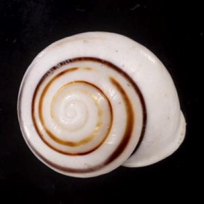 画像2: マルチャスジタニシマイマイ