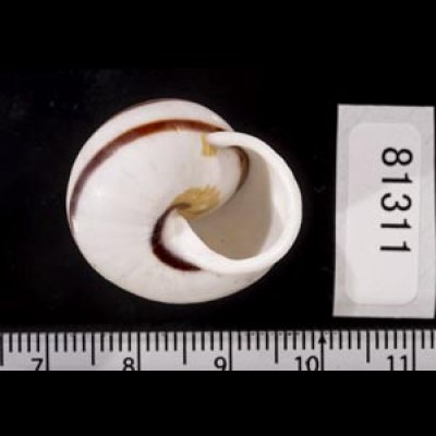 画像3: マルチャスジタニシマイマイ