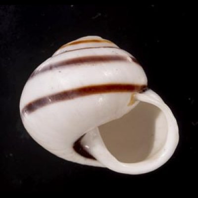 画像1: マルチャスジタニシマイマイ