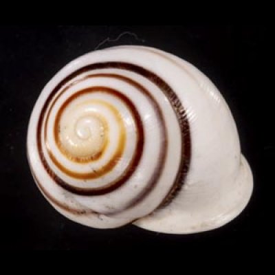 画像2: マルチャスジタニシマイマイ