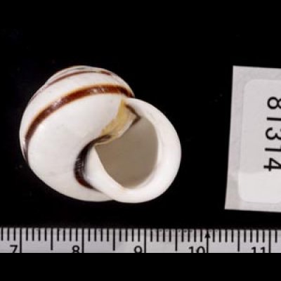 画像3: マルチャスジタニシマイマイ