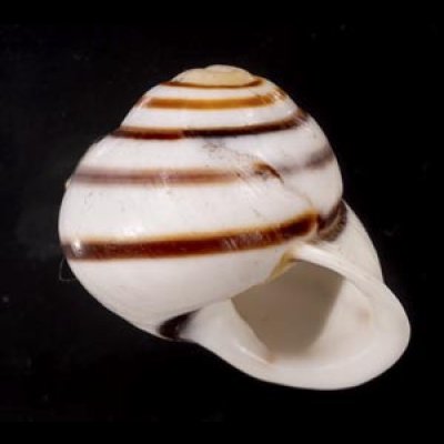 画像1: マルチャスジタニシマイマイ