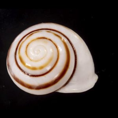 画像2: マルチャスジタニシマイマイ