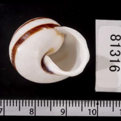 画像3: マルチャスジタニシマイマイ