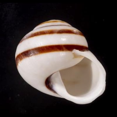 画像1: マルチャスジタニシマイマイ