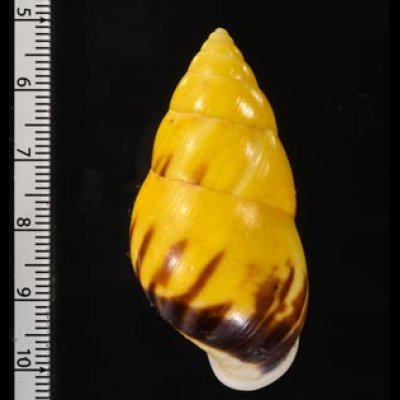 ボルネオマレーマイマイ (仮称) Amphidromus interruptus borneensisfig.2