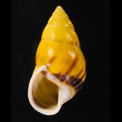 ボルネオマレーマイマイ (仮称) Amphidromus interruptus borneensisfig.1