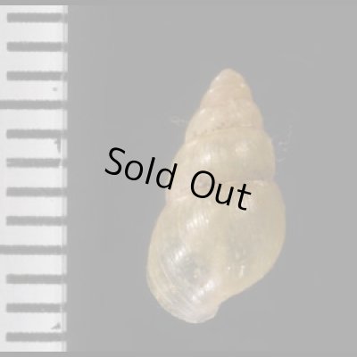 ペルーのオカチョウジガイ Opeas sp.?fig.2