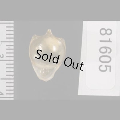 画像2: カメガイ