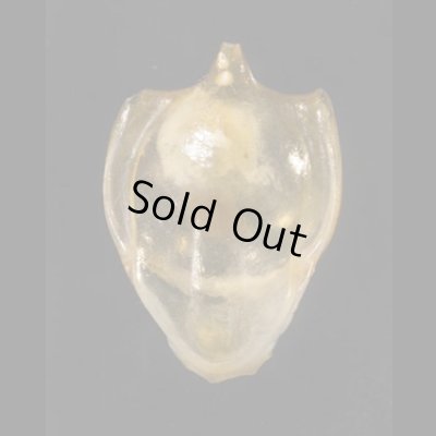 画像1: カメガイ