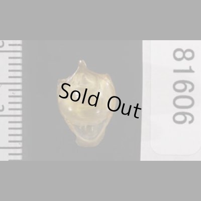 画像2: カメガイ