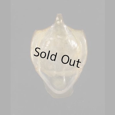 画像1: カメガイ