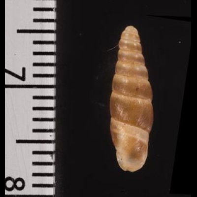 クチジロギセル Hemiphaedusa similarisfig.2