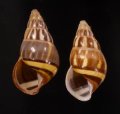 Amphidromus quadrasi dubius オボロウコンマイマイ(バタラザ）