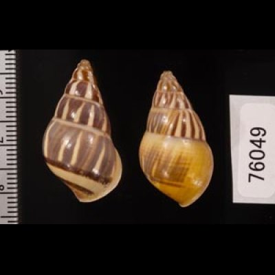 オボロウコンマイマイ(バタラザ） Amphidromus quadrasi dubiusfig.2