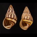 Amphidromus quadrasi dubius オボロウコンマイマイ(バタラザ）