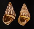 Amphidromus quadrasi dubius オボロウコンマイマイ(バタラザ）