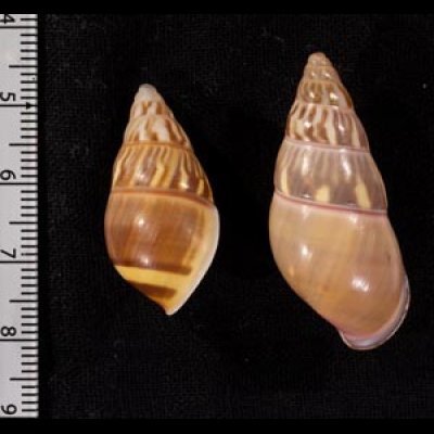 オボロウコンマイマイ Amphidromus quadrasi dubiusfig.2