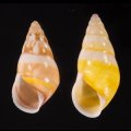 シロオビウコンマイマイ (仮称)