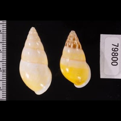 シロオビウコンマイマイ (仮称) Amphidromus quadrasi solidusfig.2