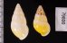 シロオビウコンマイマイ (仮称) Amphidromus quadrasi solidusfig.2