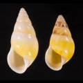 シロオビウコンマイマイ (仮称)