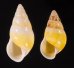 シロオビウコンマイマイ (仮称) Amphidromus quadrasi solidusfig.1