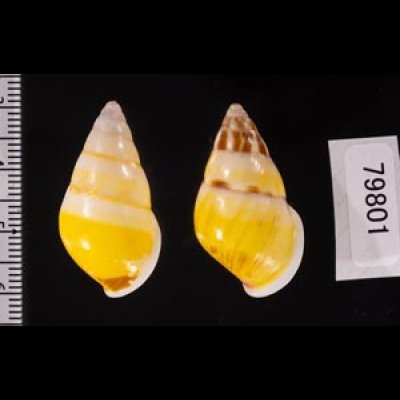 シロオビウコンマイマイ (仮称) Amphidromus quadrasi solidusfig.2