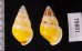 シロオビウコンマイマイ (仮称) Amphidromus quadrasi solidusfig.2