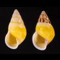 シロオビウコンマイマイ (仮称)