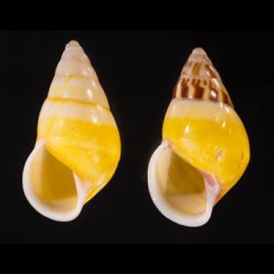シロオビウコンマイマイ (仮称) Amphidromus quadrasi solidusfig.1
