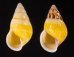 シロオビウコンマイマイ (仮称) Amphidromus quadrasi solidusfig.1
