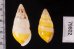 シロオビウコンマイマイ (仮称) Amphidromus quadrasi solidusfig.2