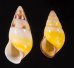 シロオビウコンマイマイ (仮称) Amphidromus quadrasi solidusfig.1