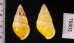 シロオビウコンマイマイ (仮称) Amphidromus quadrasi solidusfig.2