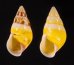 シロオビウコンマイマイ (仮称) Amphidromus quadrasi solidusfig.1