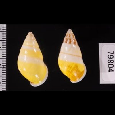 シロオビウコンマイマイ (仮称) Amphidromus quadrasi solidusfig.2