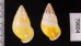 シロオビウコンマイマイ (仮称) Amphidromus quadrasi solidusfig.2