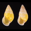 シロオビウコンマイマイ (仮称)