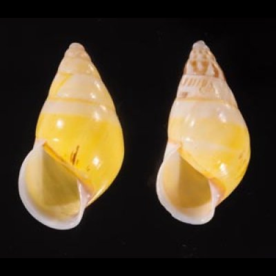 シロオビウコンマイマイ (仮称) Amphidromus quadrasi solidusfig.1