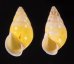 シロオビウコンマイマイ (仮称) Amphidromus quadrasi solidusfig.1