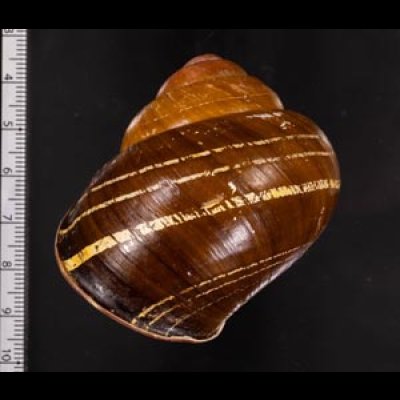 カンラオンミドリゴシキマイマイ 未詳 Helicostyla turbinoidesfig.2