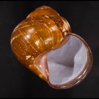 カンラオンミドリゴシキマイマイ 未詳 Helicostyla turbinoidesfig.1