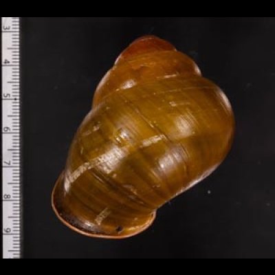 カンラオンミドリゴシキマイマイ 未詳 Helicostyla turbinoidesfig.2
