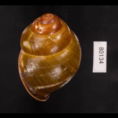カンラオンミドリゴシキマイマイ 未詳 Helicostyla turbinoidesfig.3