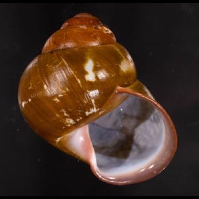 カンラオンミドリゴシキマイマイ 未詳 Helicostyla turbinoidesfig.1