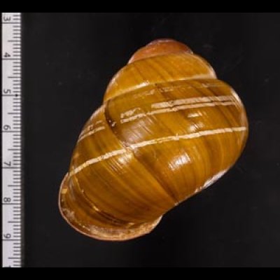 カンラオンミドリゴシキマイマイ 未詳 Helicostyla turbinoidesfig.2