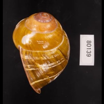 カンラオンミドリゴシキマイマイ 未詳 Helicostyla turbinoidesfig.3